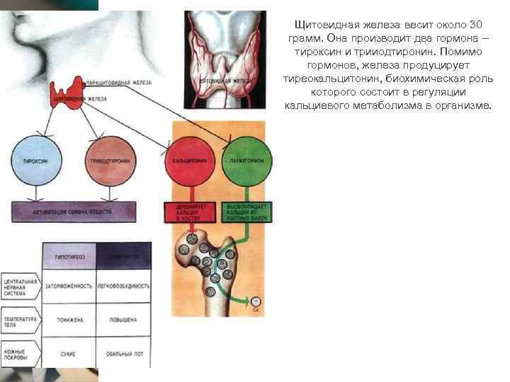 Щитовидная железа весит около 30 грамм. Она производит два гормона – тироксин и трииодтиронин.