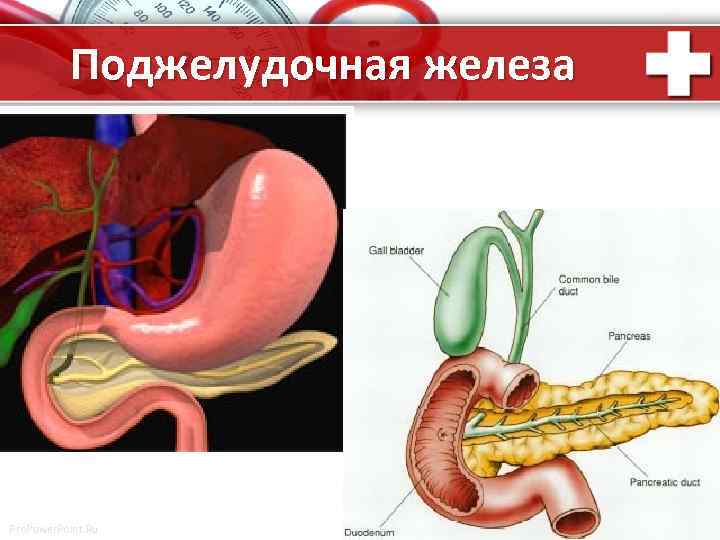 Поджелудочная железа Pro. Power. Point. Ru 