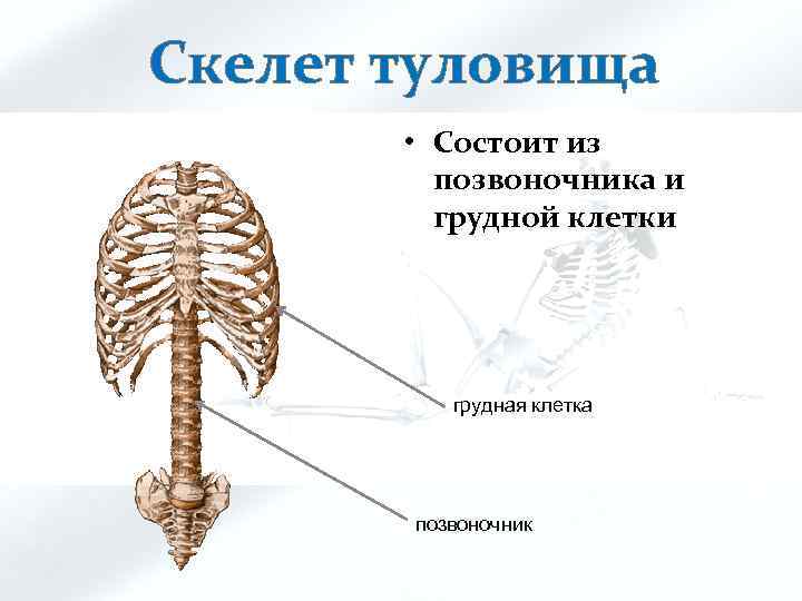 Скелет туловища • Состоит из позвоночника и грудной клетки грудная клетка позвоночник 