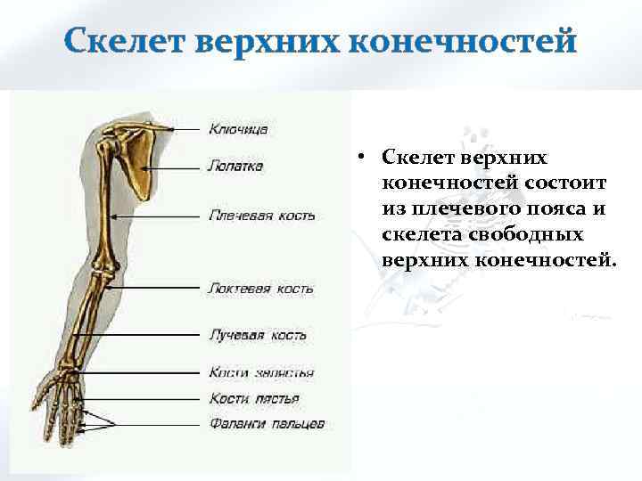 Скелет верхних конечностей • Скелет верхних конечностей состоит из плечевого пояса и скелета свободных
