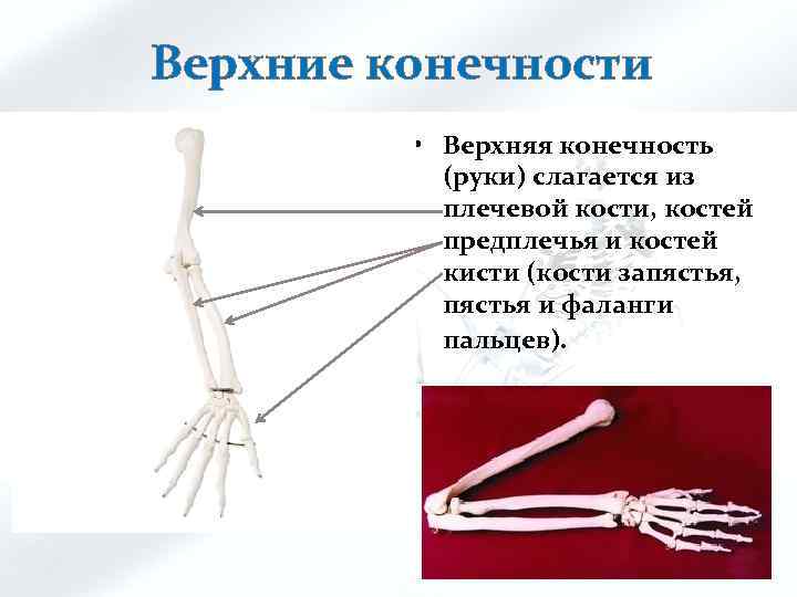 Верхние конечности • Верхняя конечность (руки) слагается из плечевой кости, костей предплечья и костей