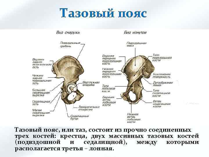 Тазовый пояс, или таз, состоит из прочно соединенных трех костей: крестца, двух массивных тазовых