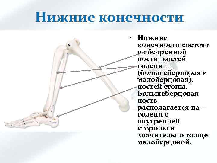 Нижние конечности • Нижние конечности состоят из бедренной кости, костей голени (большеберцовая и малоберцовая),