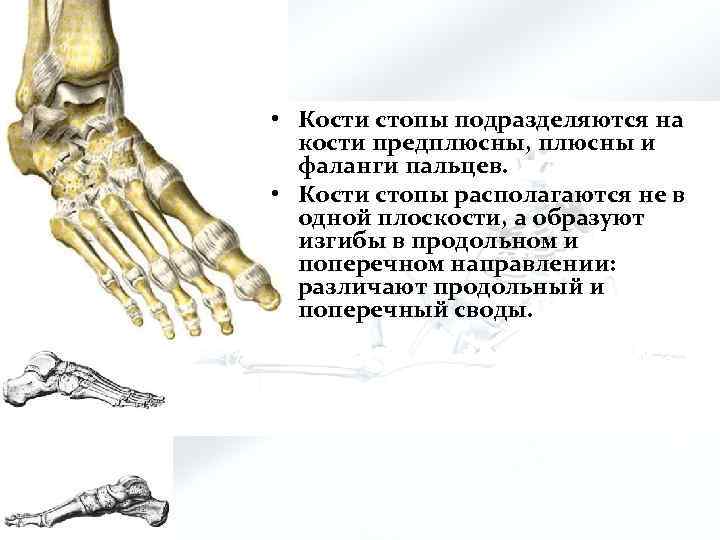  • Кости стопы подразделяются на кости предплюсны, плюсны и фаланги пальцев. • Кости