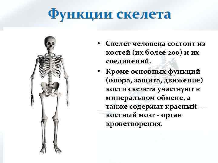 Функции скелета • Скелет человека состоит из костей (их более 200) и их соединений.