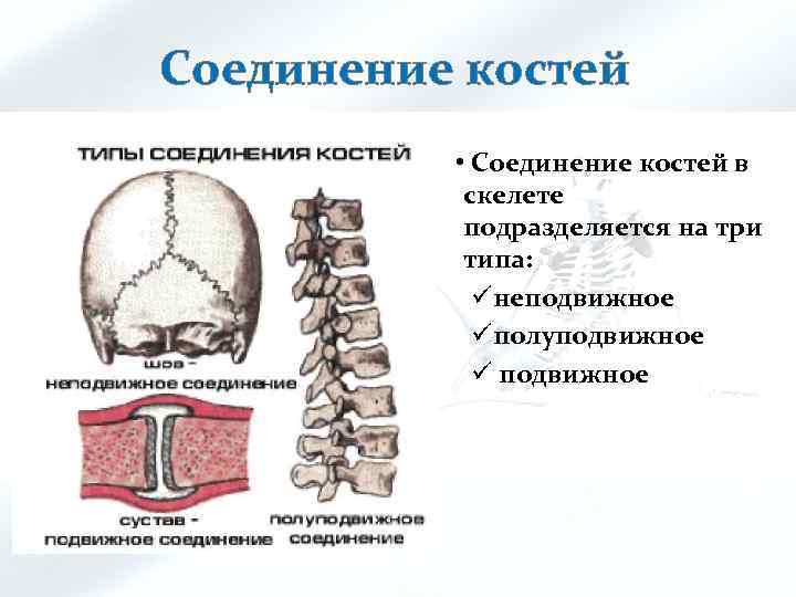 Соединение костей • Соединение костей в скелете подразделяется на три типа: üнеподвижное üполуподвижное ü