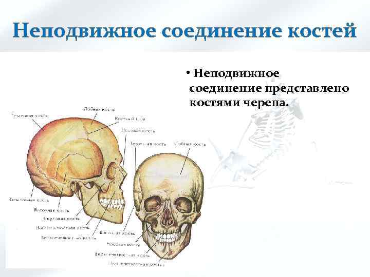 Неподвижное соединение костей • Неподвижное соединение представлено костями черепа. 