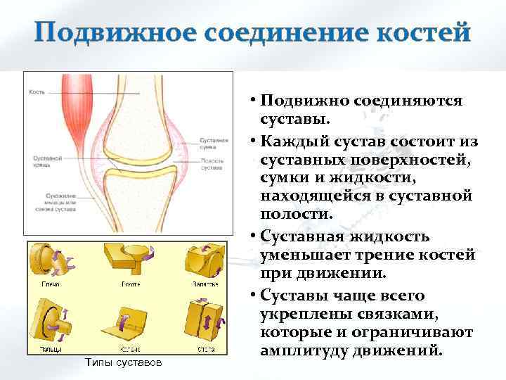 Подвижное соединение костей Типы суставов • Подвижно соединяются суставы. • Каждый сустав состоит из