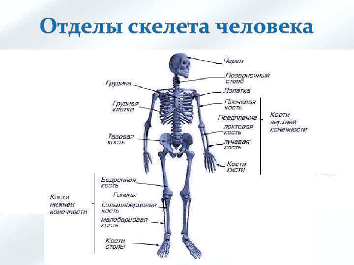 Отделы скелета человека 