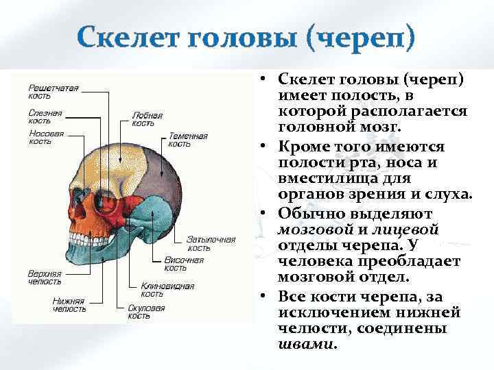 Скелет головы (череп) • Скелет головы (череп) имеет полость, в которой располагается головной мозг.