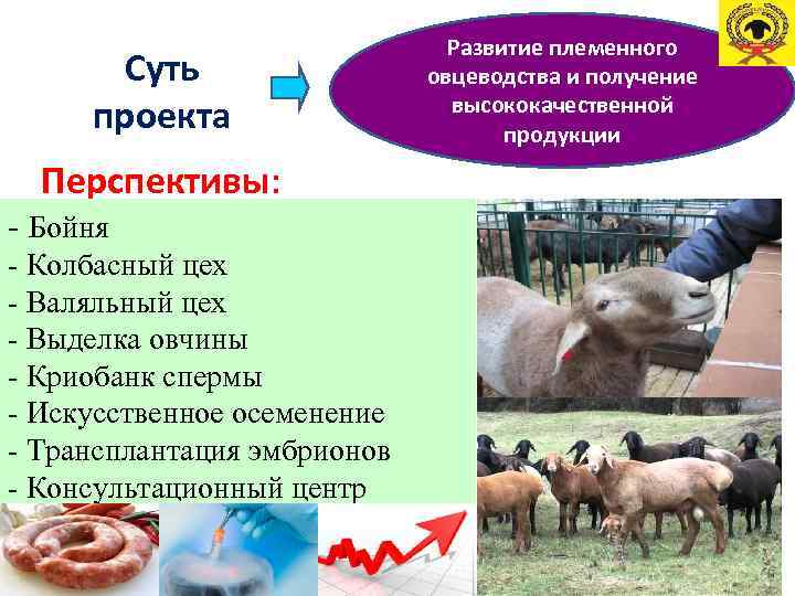 Суть проекта Развитие племенного овцеводства и получение высококачественной продукции Перспективы: - Бойня - Колбасный