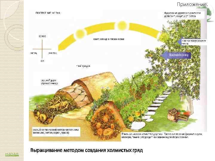 Приложение. назад Выращивание методом создания холмистых гряд 