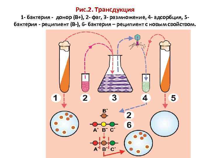 Трансмиссия это в биологии