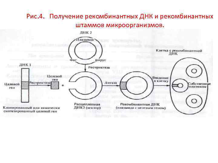 Рекомбинация днк схема