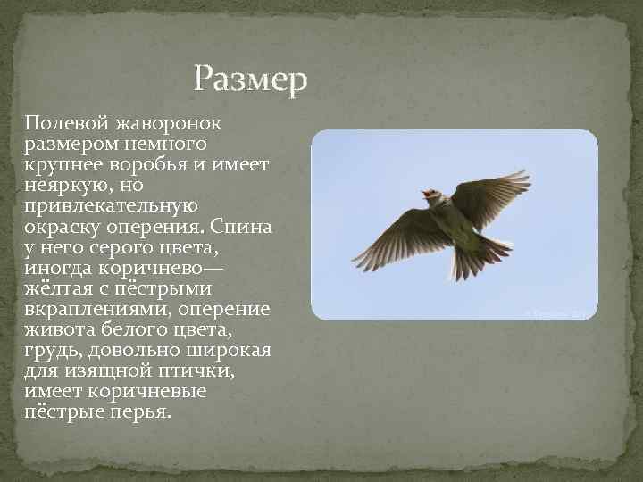 Размер Полевой жаворонок размером немного крупнее воробья и имеет неяркую, но привлекательную окраску оперения.