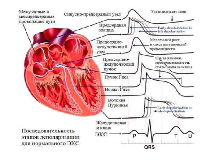 Кафедра топографической анатомии