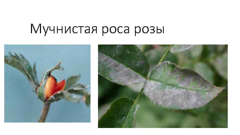 Мучнистая роса розы 