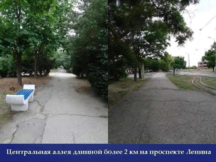 Центральная аллея длинной более 2 км на проспекте Ленина 