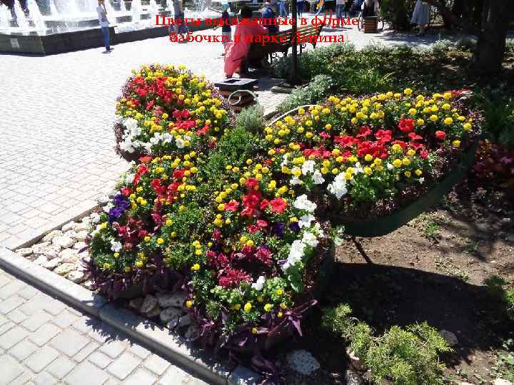 Цветы высаженные в форме бабочки в парке Ленина 