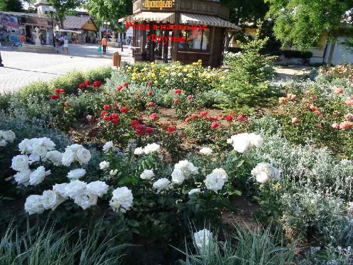 Розы в парке им. Фрунзе 