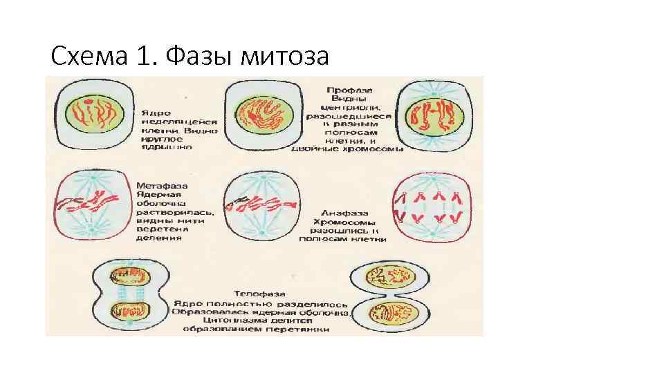 Схема 1. Фазы митоза 