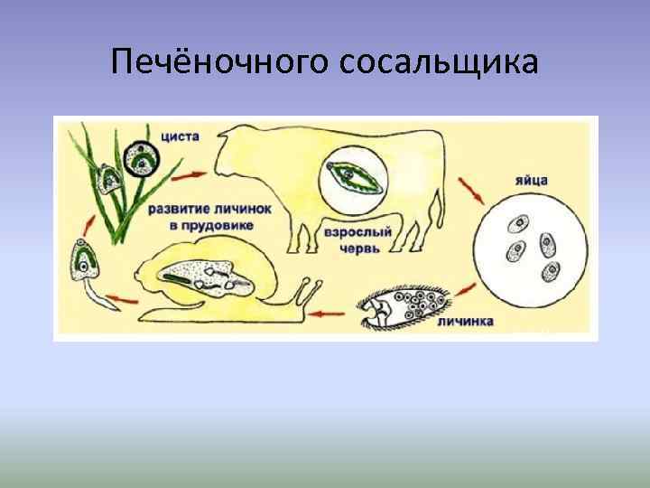 Печёночного сосальщика 