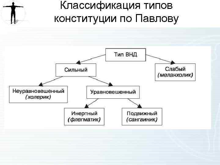 Классификация типов конституции по Павлову 