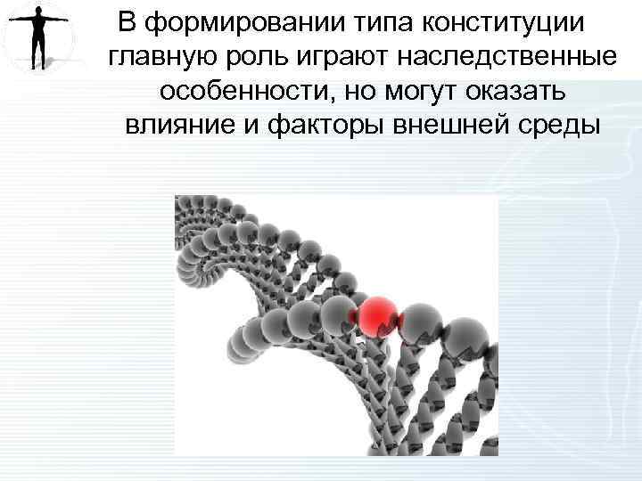 В формировании типа конституции главную роль играют наследственные особенности, но могут оказать влияние и