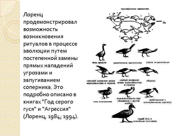 Лоренц продемонстрировал возможность возникновения ритуалов в процессе эволюции путем постепенной замены прямых нападений угрозами