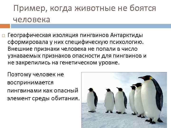 У какого пингвина всегда есть действие. Географическая изоляция примеры. Примеры географической изоляции в биологии. Географическая изоляция примеры животных. Географическая изоляция популяций примеры.