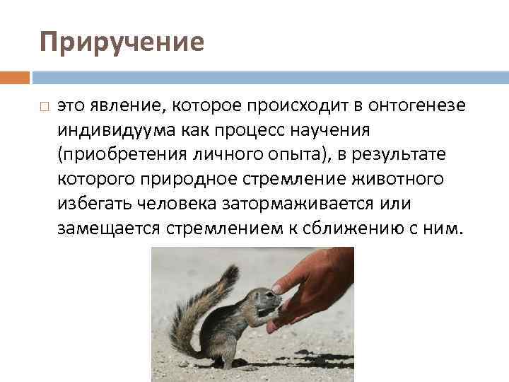 Приручение это явление, которое происходит в онтогенезе индивидуума как процесс научения (приобретения личного опыта),