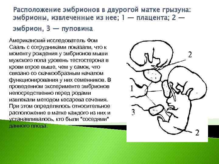 Расположение эмбрионов в двурогой матке грызуна: эмбрионы, извлеченные из нее; 1 — плацента; 2