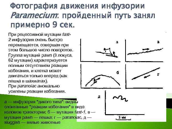 Фотография движения инфузории Раrаmесium: пройденный путь занял примерно 9 сек. При рецессивной мутации fast