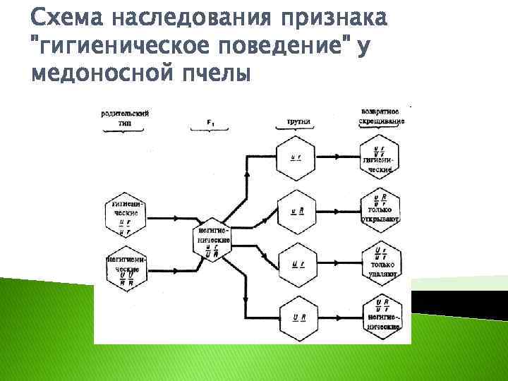 Схема наследования признака 