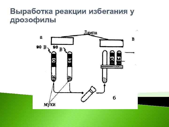 Выработка реакции избегания у дрозофилы 