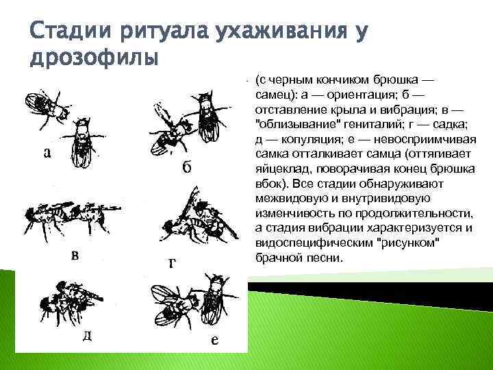 Стадии ритуала ухаживания у дрозофилы (с черным кончиком брюшка — самец): а — ориентация;