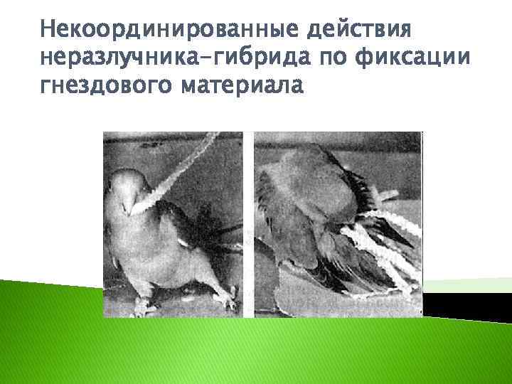 Некоординированные действия неразлучника-гибрида по фиксации гнездового материала 