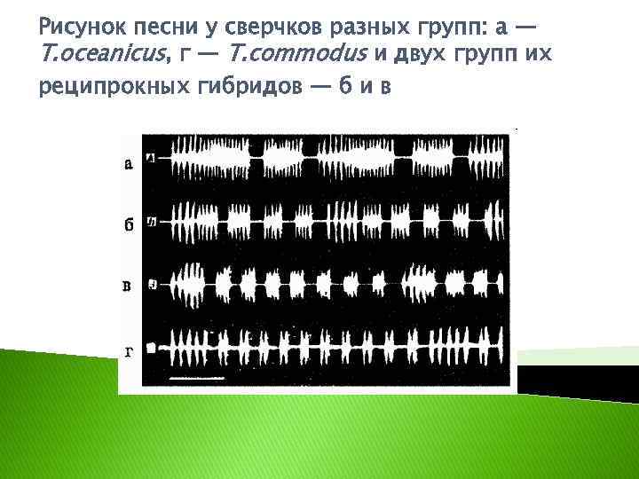 Рисунок песни у сверчков разных групп: а — Т. oceanicus, г — Т. commodus