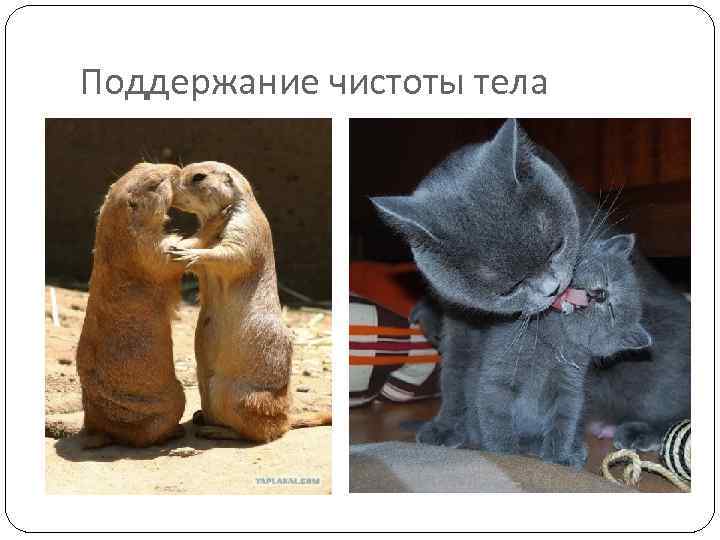 Поддержание чистоты тела 