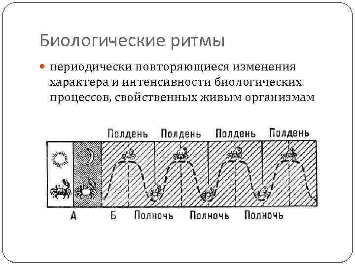 Биологические ритмы периодически повторяющиеся изменения характера и интенсивности биологических процессов, свойственных живым организмам 