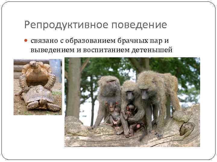 Репродуктивное поведение связано с образованием брачных пар и выведением и воспитанием детенышей 
