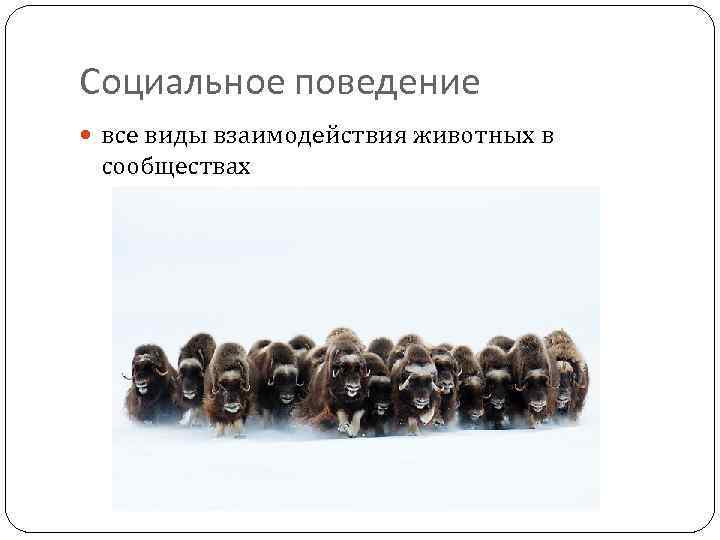 Социальное поведение все виды взаимодействия животных в сообществах 