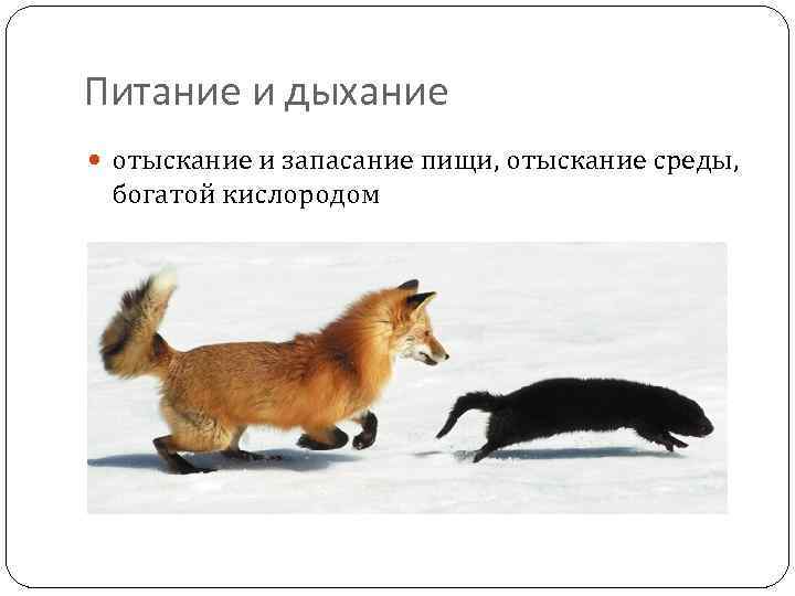 Питание и дыхание отыскание и запасание пищи, отыскание среды, богатой кислородом 