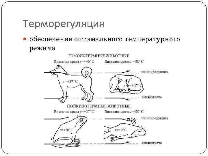 Терморегуляция обеспечение оптимального температурного режима 
