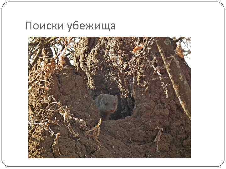 Поиски убежища 