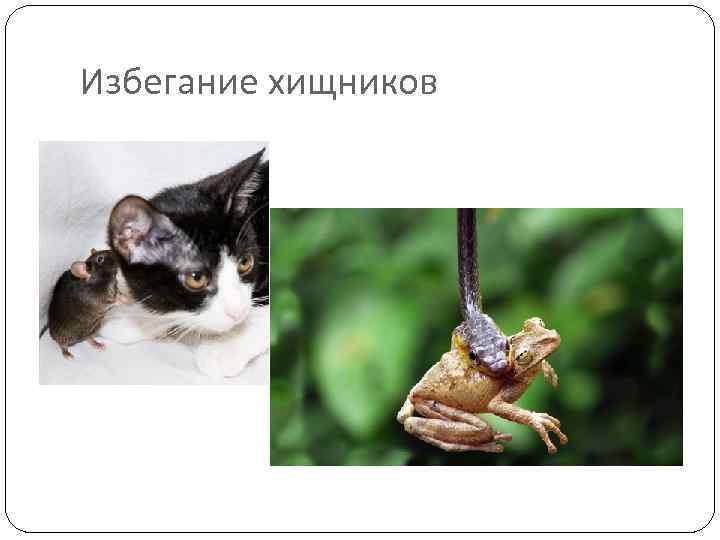 Избегание хищников 