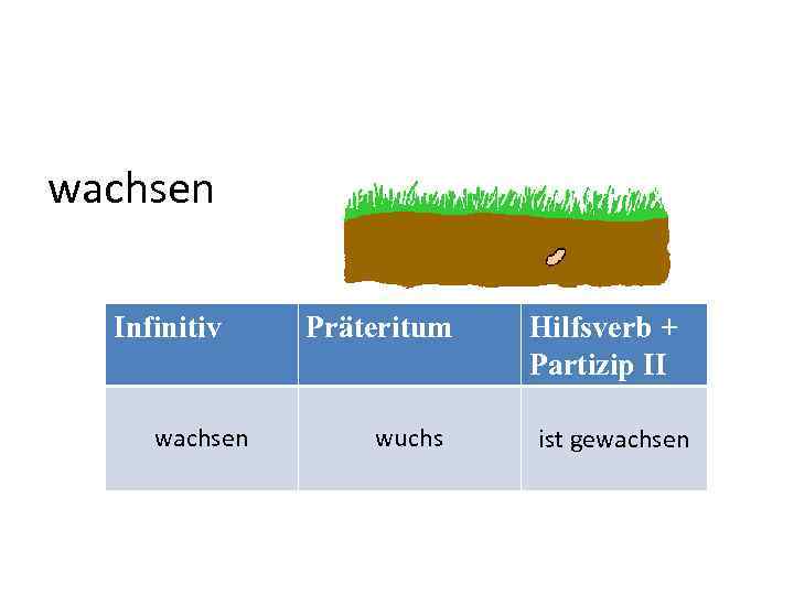 wachsen Infinitiv wachsen Präteritum wuchs Hilfsverb + Partizip II ist gewachsen 