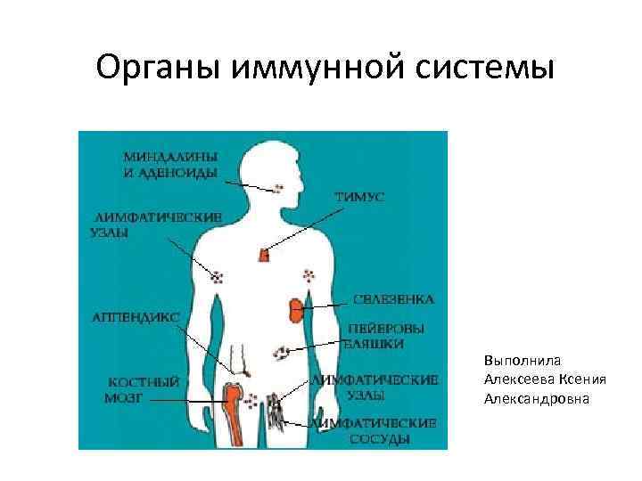 Органы иммунной системы Выполнила Алексеева Ксения Александровна 