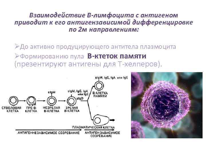 Взаимодействие В-лимфоцита с антигеном приводит к его антигензависимой дифференцировке по 2 м направлениям: ØДо