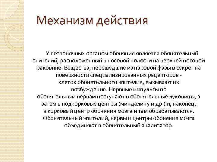 Механизм действия У позвоночных органом обоняния является обонятельный эпителий, расположенный в носовой полости на